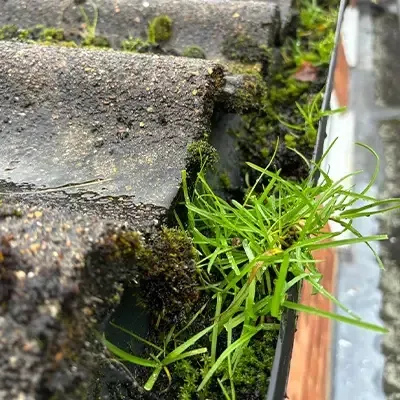 Blocked gutter with plants growing out of it before clearing